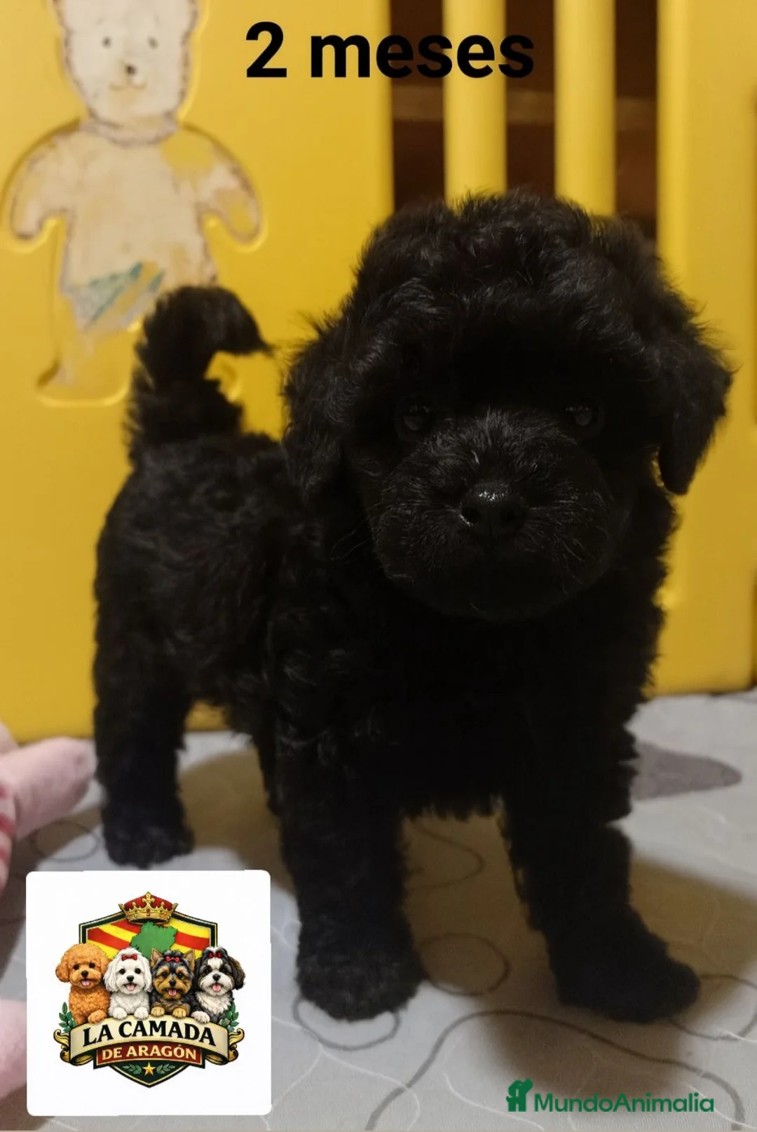 Caniche Toy perros en venta: Caniche toy - Anuncio 2
