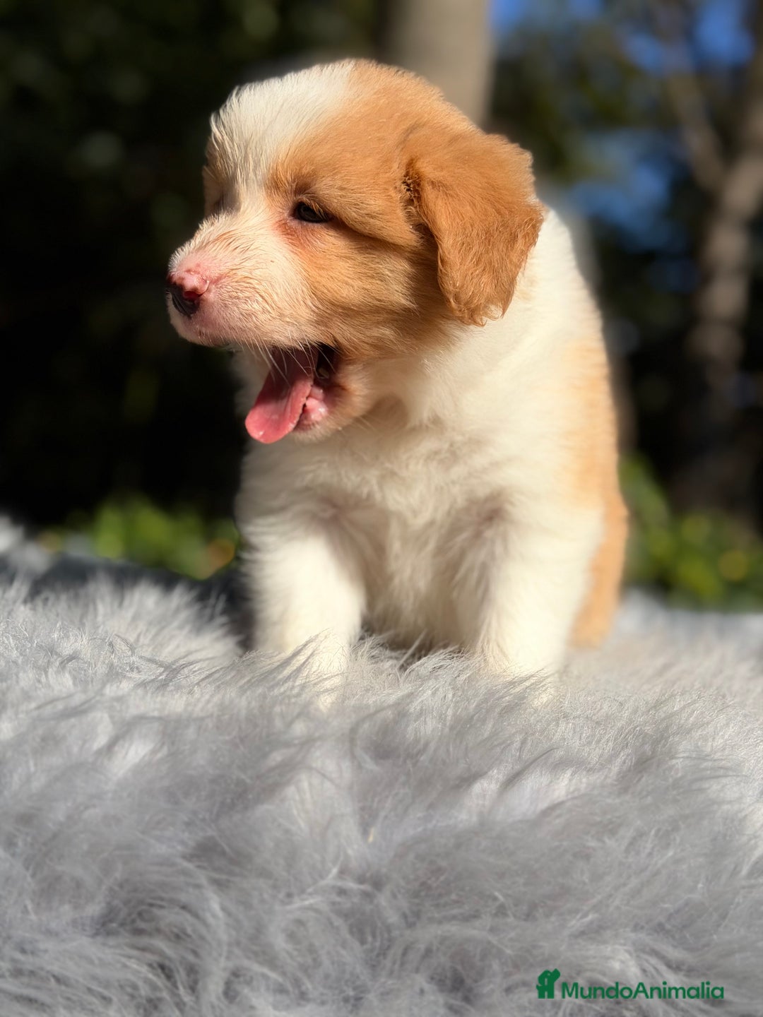 Border Collie perros en venta:  Border  collie rojo australiano  - Imagen 4