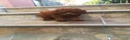 Caniche Toy perros en venta: CANICHE TOY - Anuncio 6