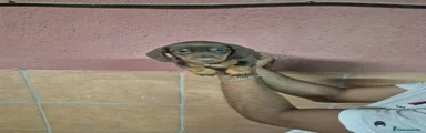 Teckel Miniatura Cachorro 1