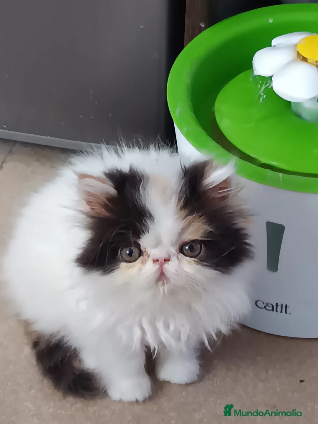 Persa gatos en venta: Persas bebé - Anuncio 2