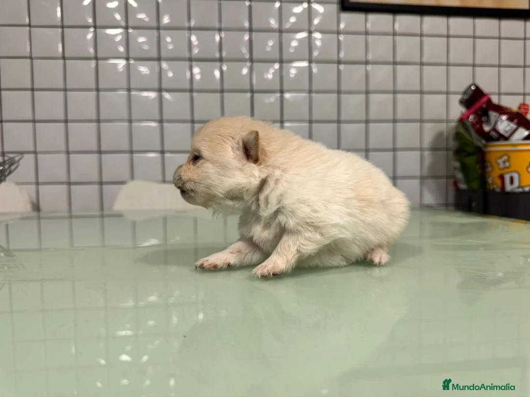 Pomerania perros en venta: Pomeranias toy desde 650€ varios colores  - Anuncio 23