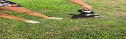 Caniche Toy perros en venta: Caniche toy economico - Anuncio 4