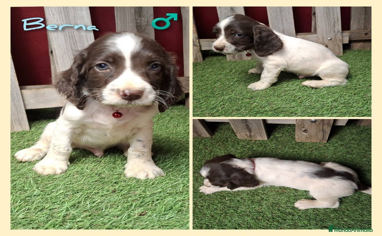 English Springer Spaniel perros - Anuncio 16