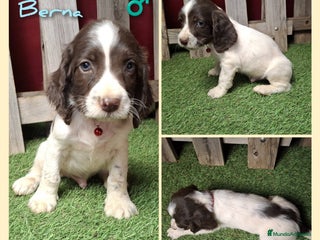 English Springer Spaniel perros - Anuncio 4