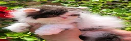 Persa gatos en venta: Persa macho bicolor - Anuncio 1