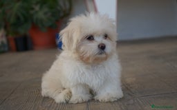 Maltipoo perros en venta: 🐾 Snow – Maltipoo macho blanco marfil 🐾 - Imagen 1