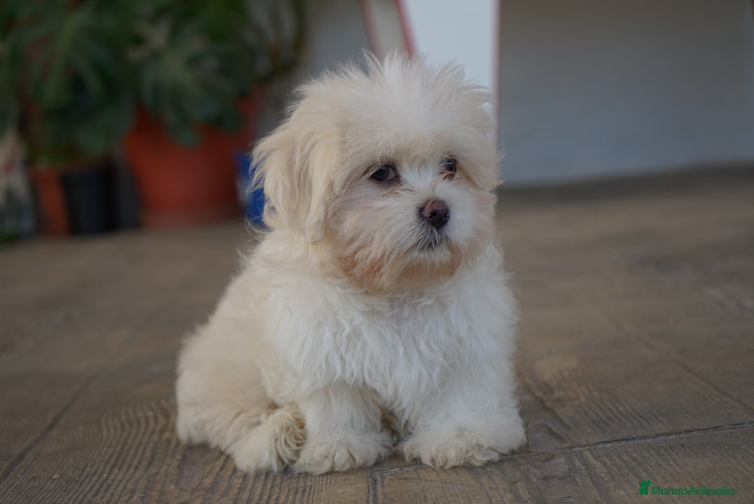 Maltipoo perros en venta: 🐾 Snow – Maltipoo macho blanco marfil 🐾 - Imagen 1