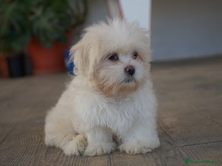 Maltipoo perros - Anuncio 8