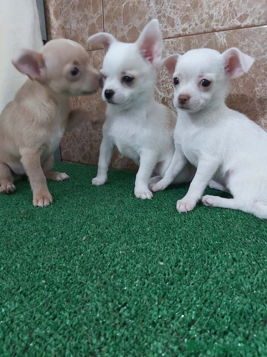 Chihuahua perros CHIHUAHUAS - BARCELONA - CACHORROS  - Anuncio 15