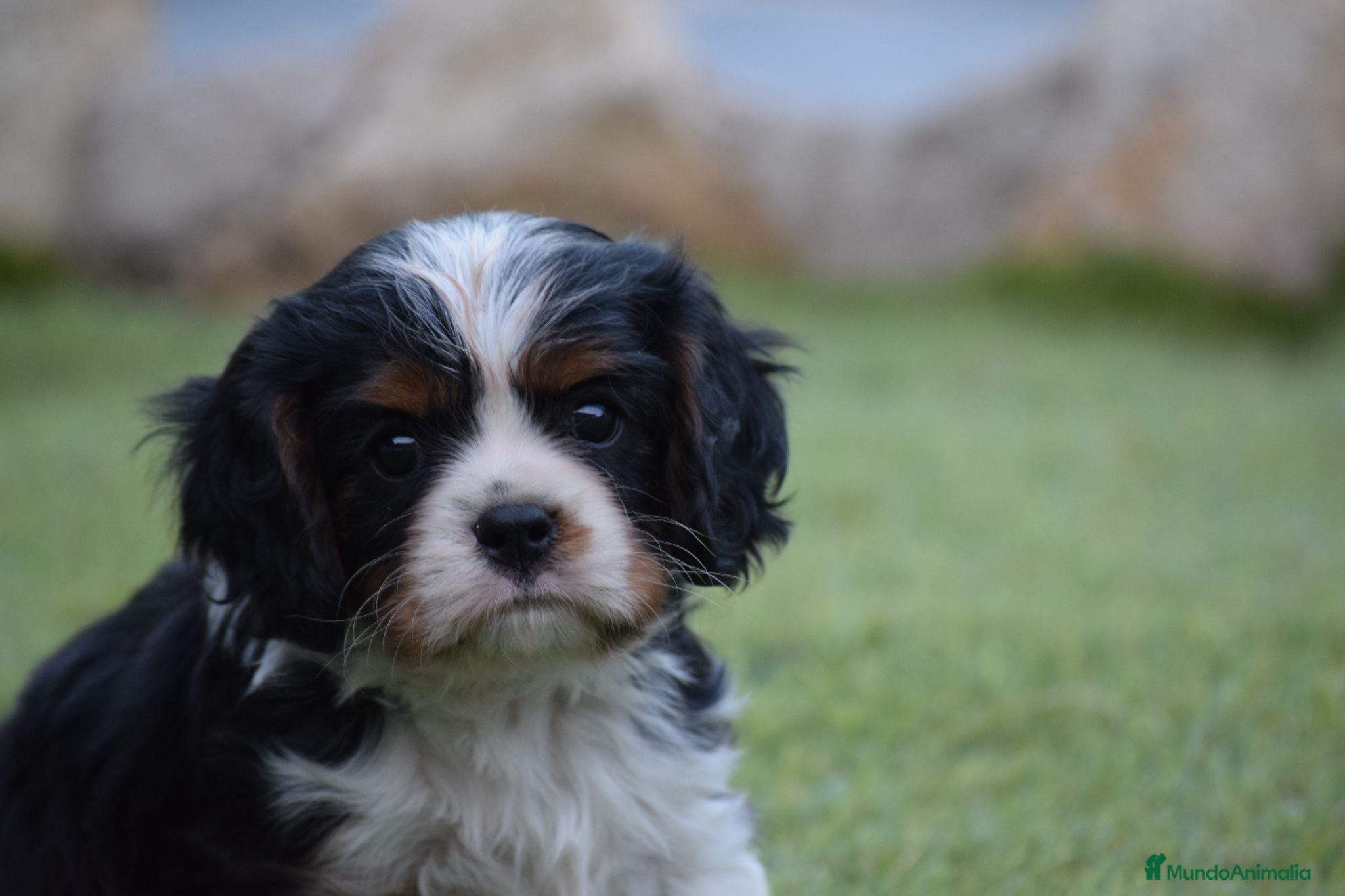 Cavalier King Charles Spaniel perros cachorro calidad compañia - Anuncio 2