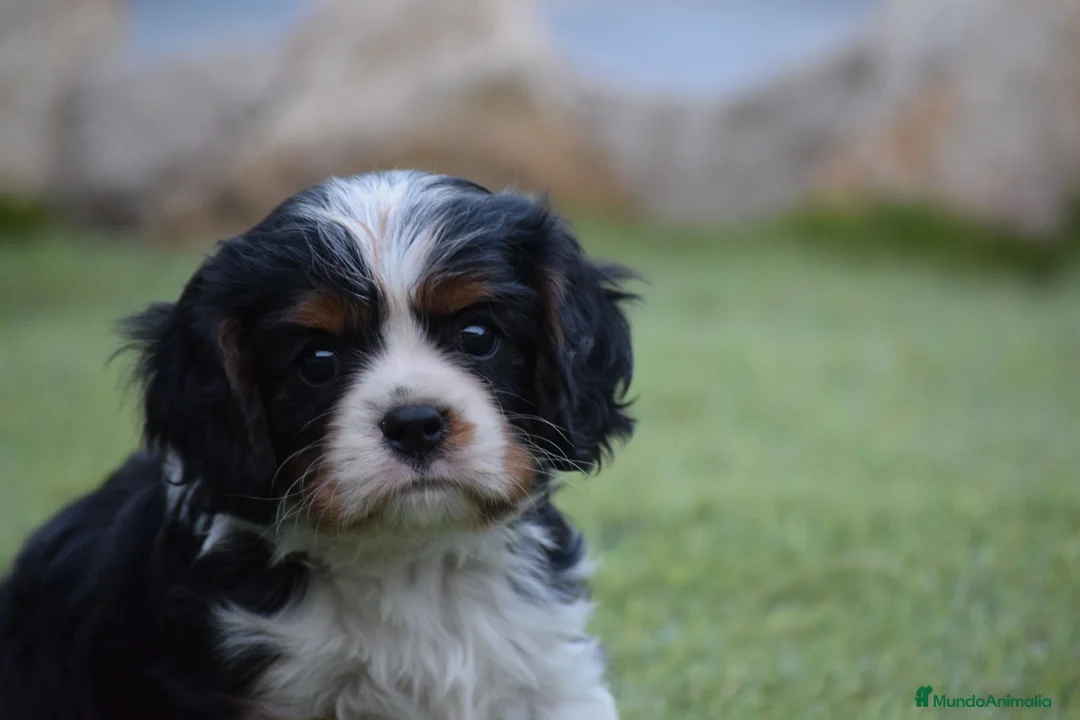 Cavalier King Charles Spaniel perros en venta: cachorro calidad compañia - Anuncio 1