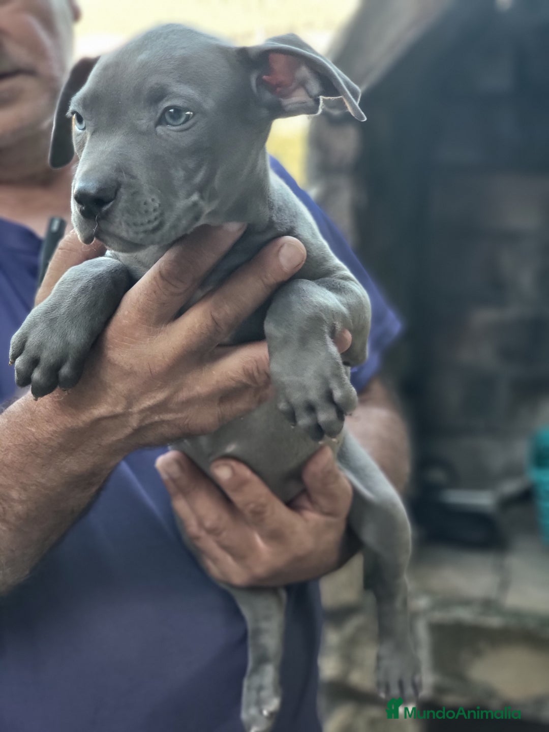 American Staffordshire-Terrier perros en venta: Machito y hembrita blue  - Imagen 1