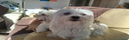 Bichón Maltés perros en venta: Bichón Maltés macho y hembra - Anuncio 6
