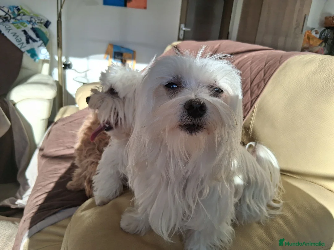 Bichón Maltés perros en venta: Bichón Maltés macho y hembra - Anuncio 6