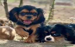 Cavalier King Charles Spaniel perros en venta: CAVALIER DISPONIBLES - Imagen 9