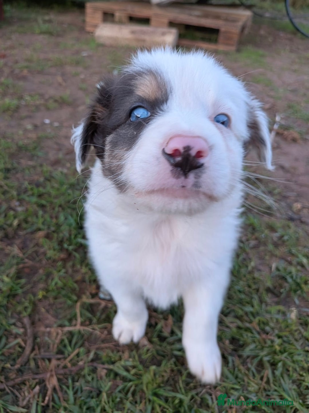 Border Collie perros en venta: BORDER COLLIE MACHO - Anuncio 4