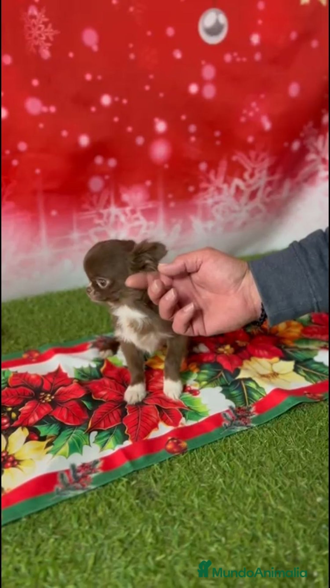 Chihuahua perros en venta: CHIHUAHUA TOY CHOCOLATE PELO LARGO - Anuncio 2