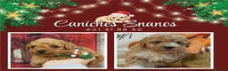 Caniche Toy perros en venta: IMPRESIONANTES CANICHES LINEA TOY  - Anuncio 5