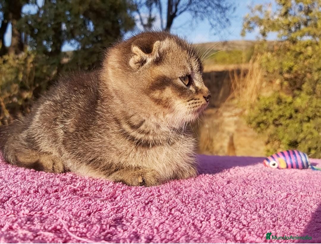 Scottish Fold gatos en venta: Scottish fold machito ojos verdes chinchilla - Anuncio 2