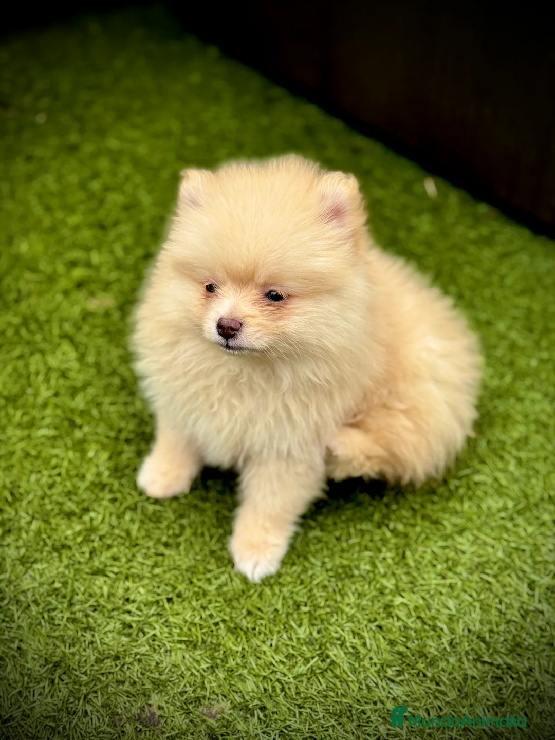 Pomerania perros en venta: Pomerania toy - Anuncio 4