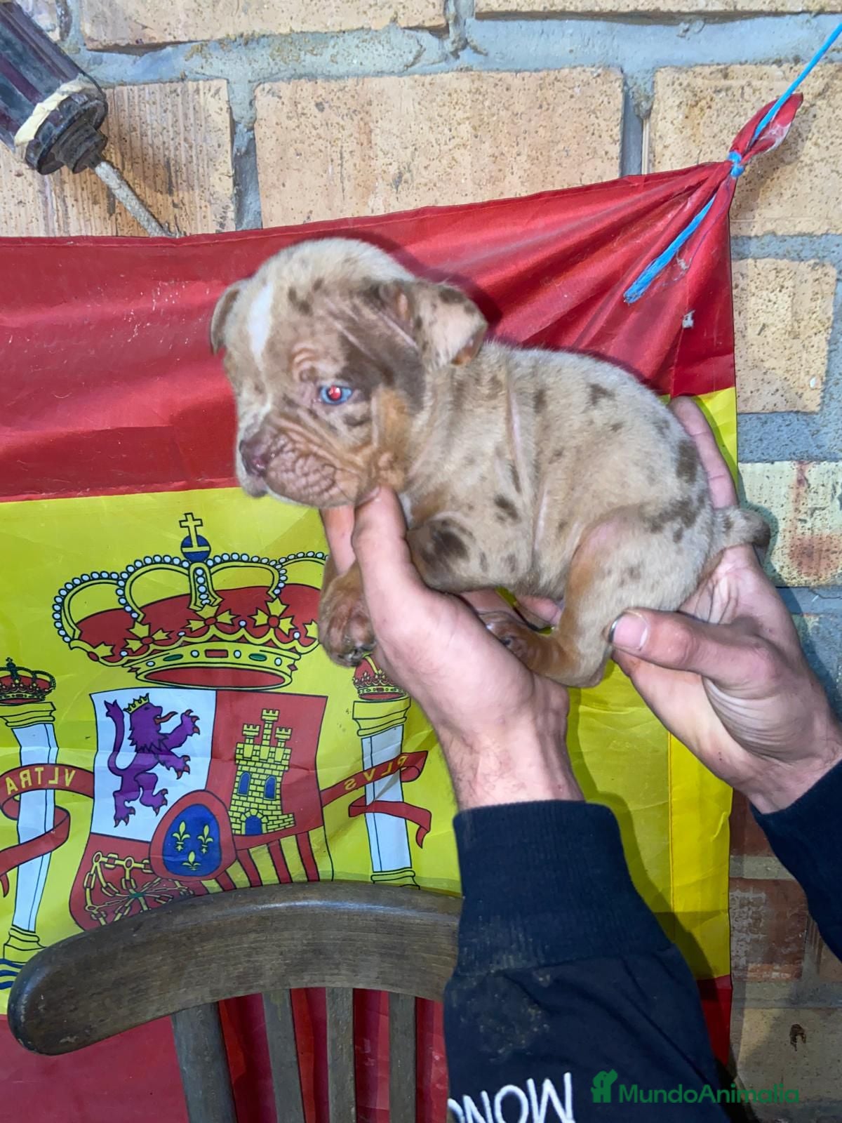 American Bully perros American bully pocket  - Anuncio 4