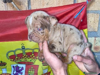American Bully perros American bully pocket - Anuncio 2