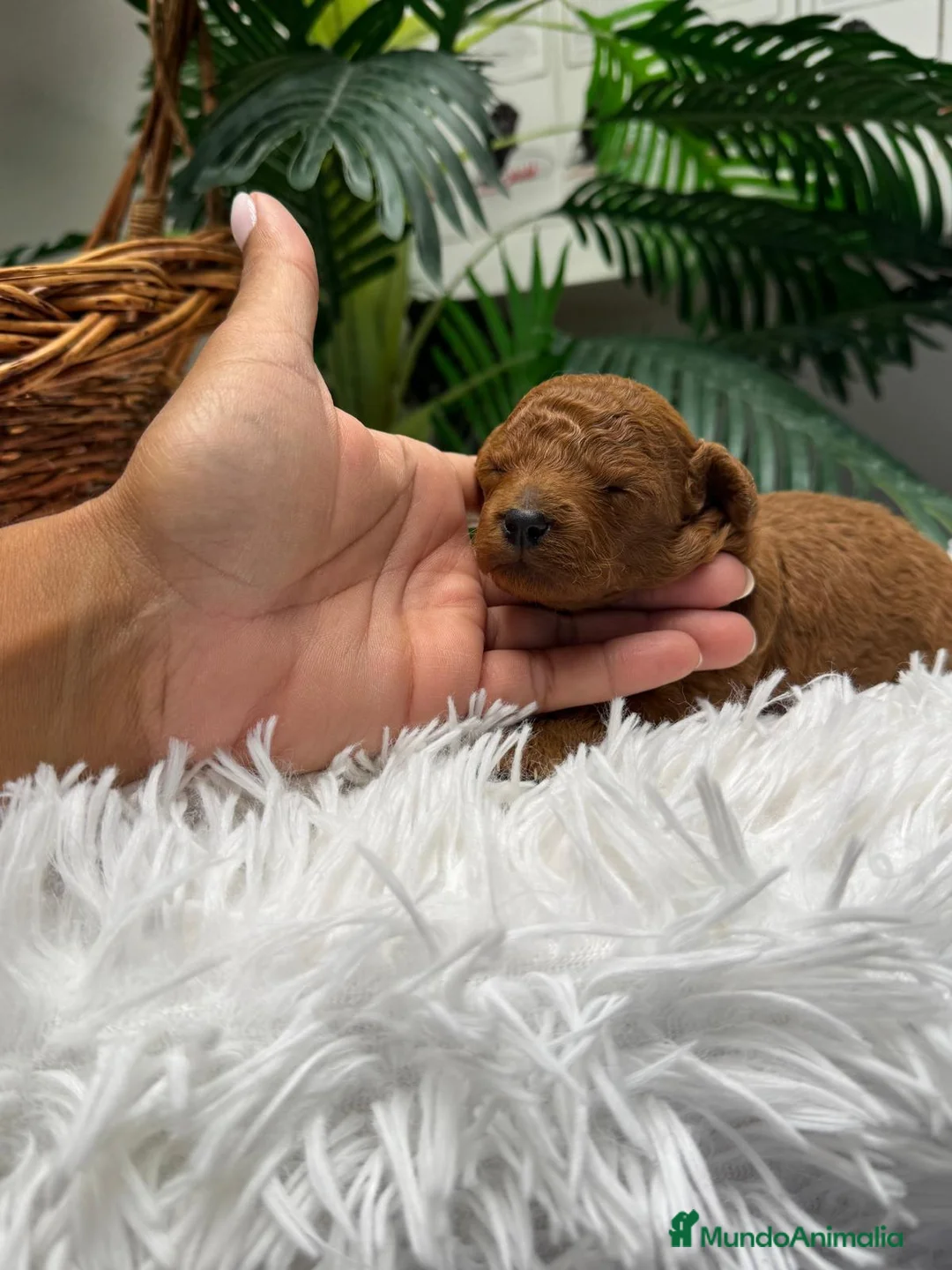 Raza Mixta perros en venta: CANICHE TOY - Anuncio 2