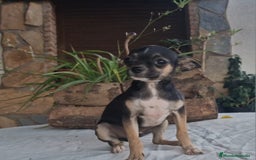 Chihuahua perros en venta: Chihuahua tricolor - Imagen 3