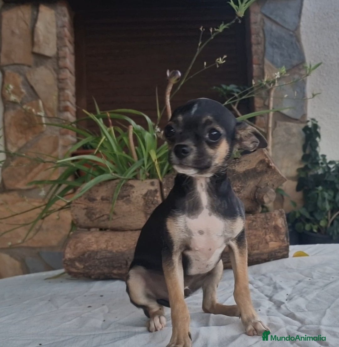 Chihuahua perros en venta: Chihuahua tricolor - Imagen 3