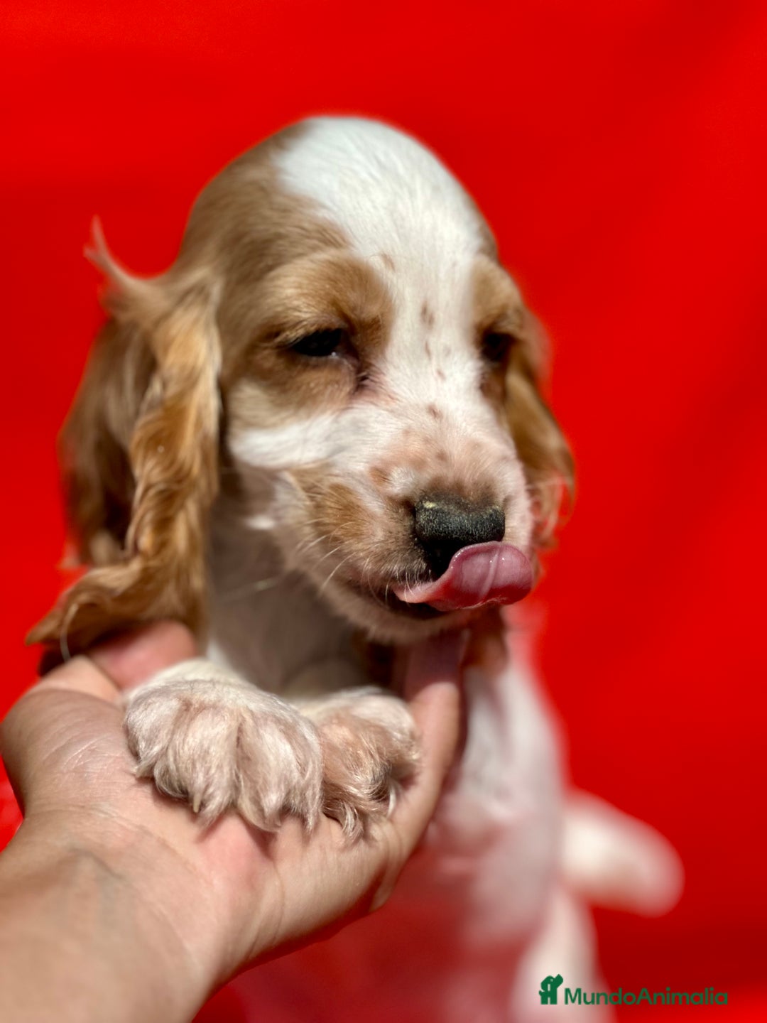 Cocker Spaniel Inglés perros en venta: COCKER SPANIEL INGLÉS RUANO HEMBRAS - Imagen 4