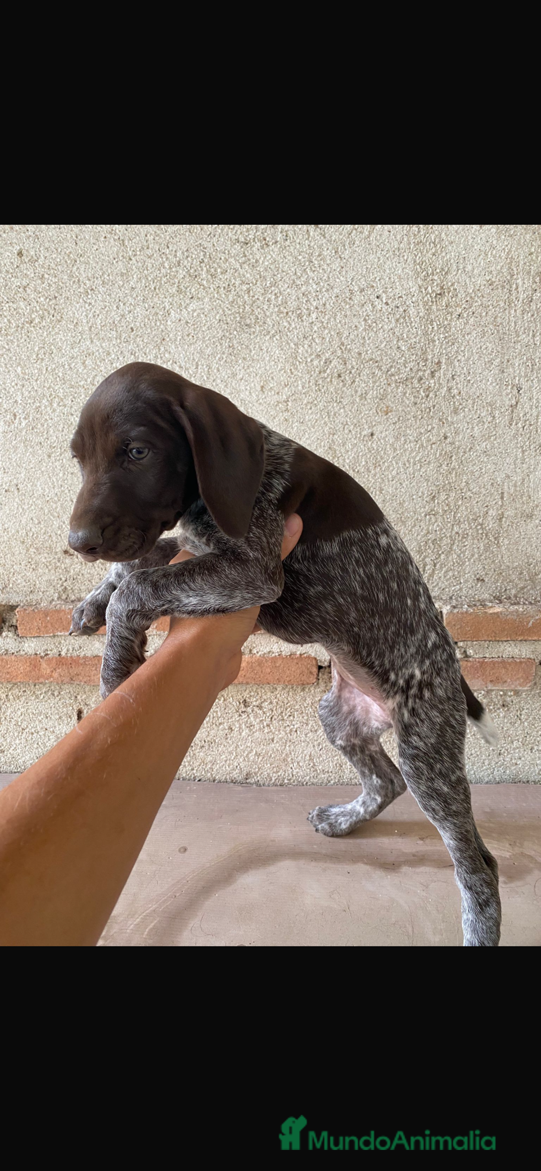 Braco Alemán de Pelo Corto perros en venta: BRACO ALEMÁN IMPRESIONANTE - Imagen 2