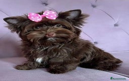 Yorkshire Terrier perros en venta: Hembra Yorkshire color chocolate  - Imagen 2
