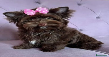 Yorkshire Terrier perros - Anuncio 2
