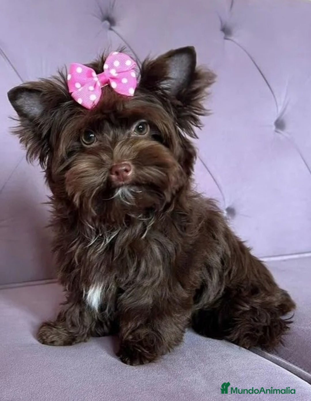 Yorkshire Terrier perros en venta: Hembra Yorkshire color chocolate  - Imagen 2