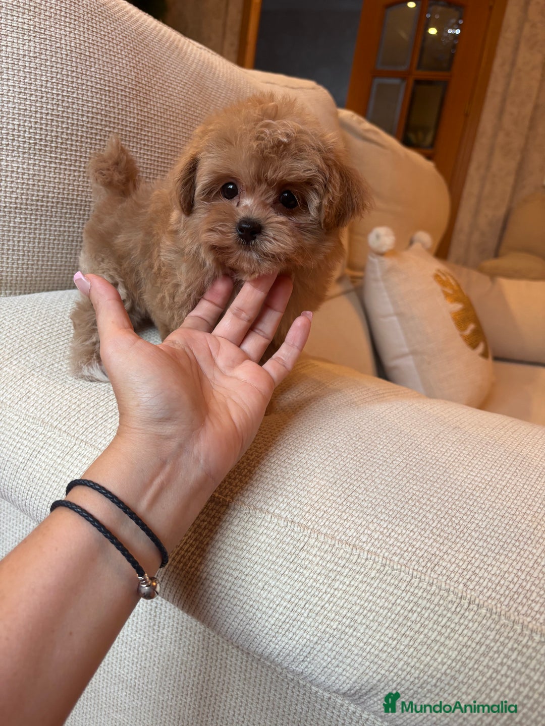 Maltipoo perros en venta: Maltipoo de caramelo toy hembra  - Imagen 6