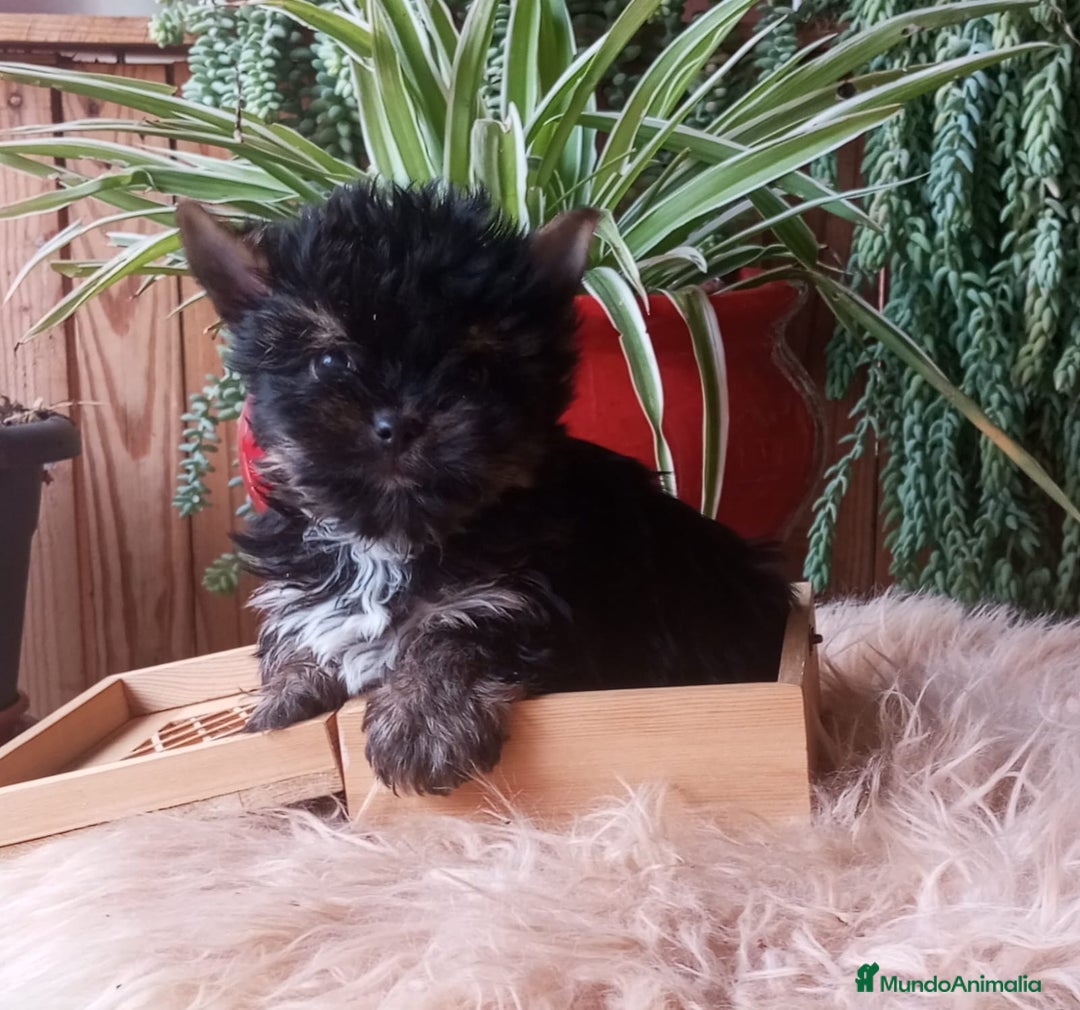 Yorkshire Terrier perros en venta: Cachorro Yorkshire Miniatura  - Anuncio 3