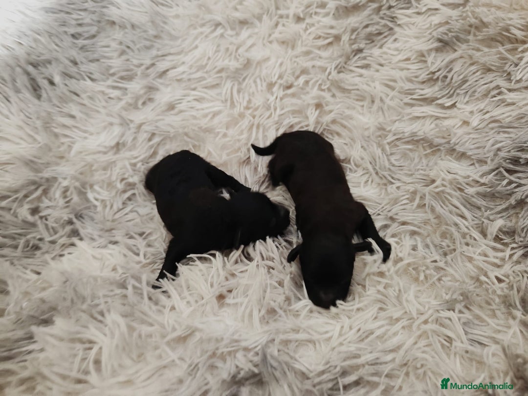 Caniche Toy perros en venta: Caniche toy  - Anuncio 6