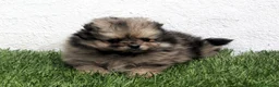 Pomerania perros en venta: Pomerania - Anuncio 5