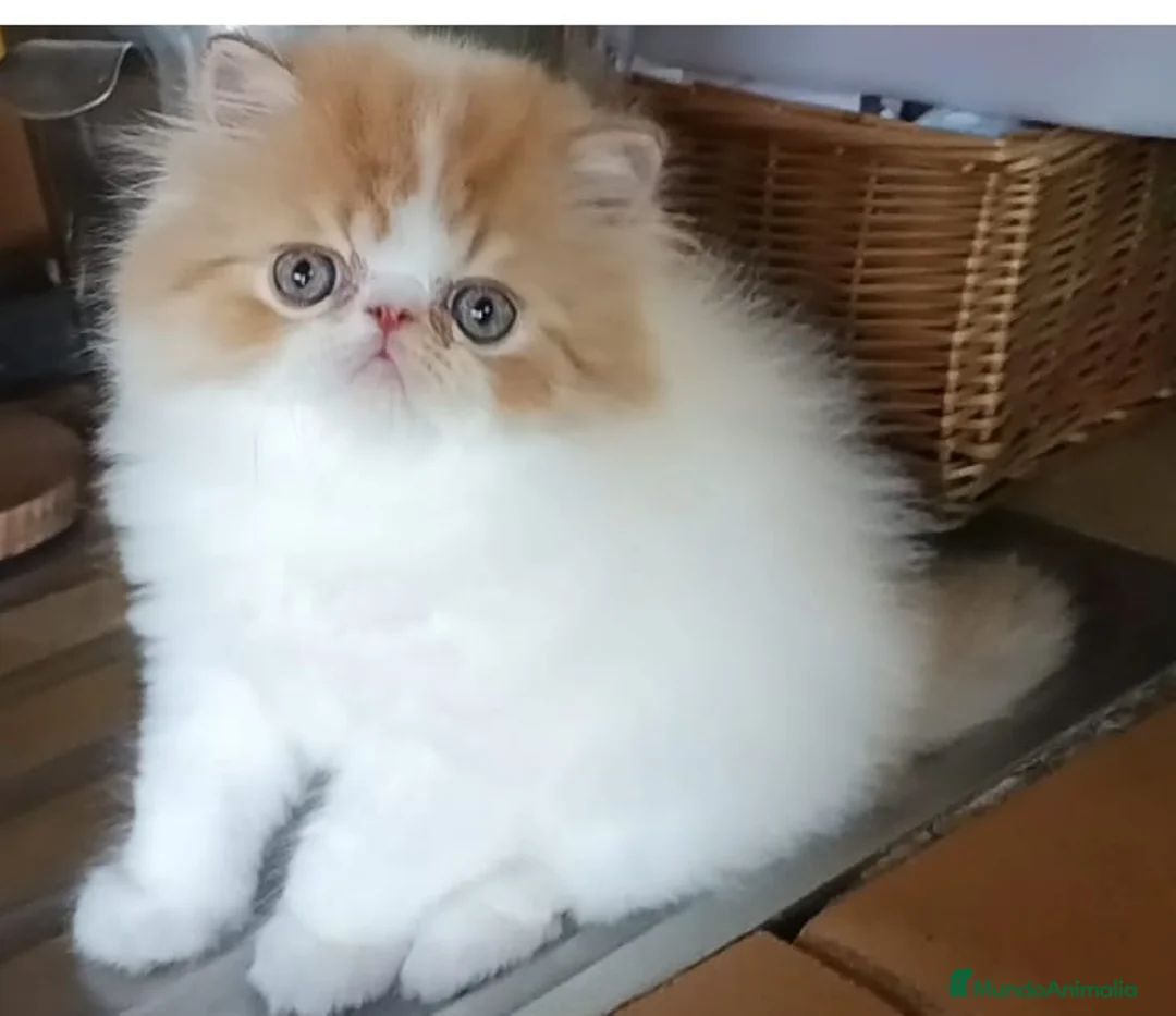 Persa gatos en venta: Machito Persa - Anuncio 1