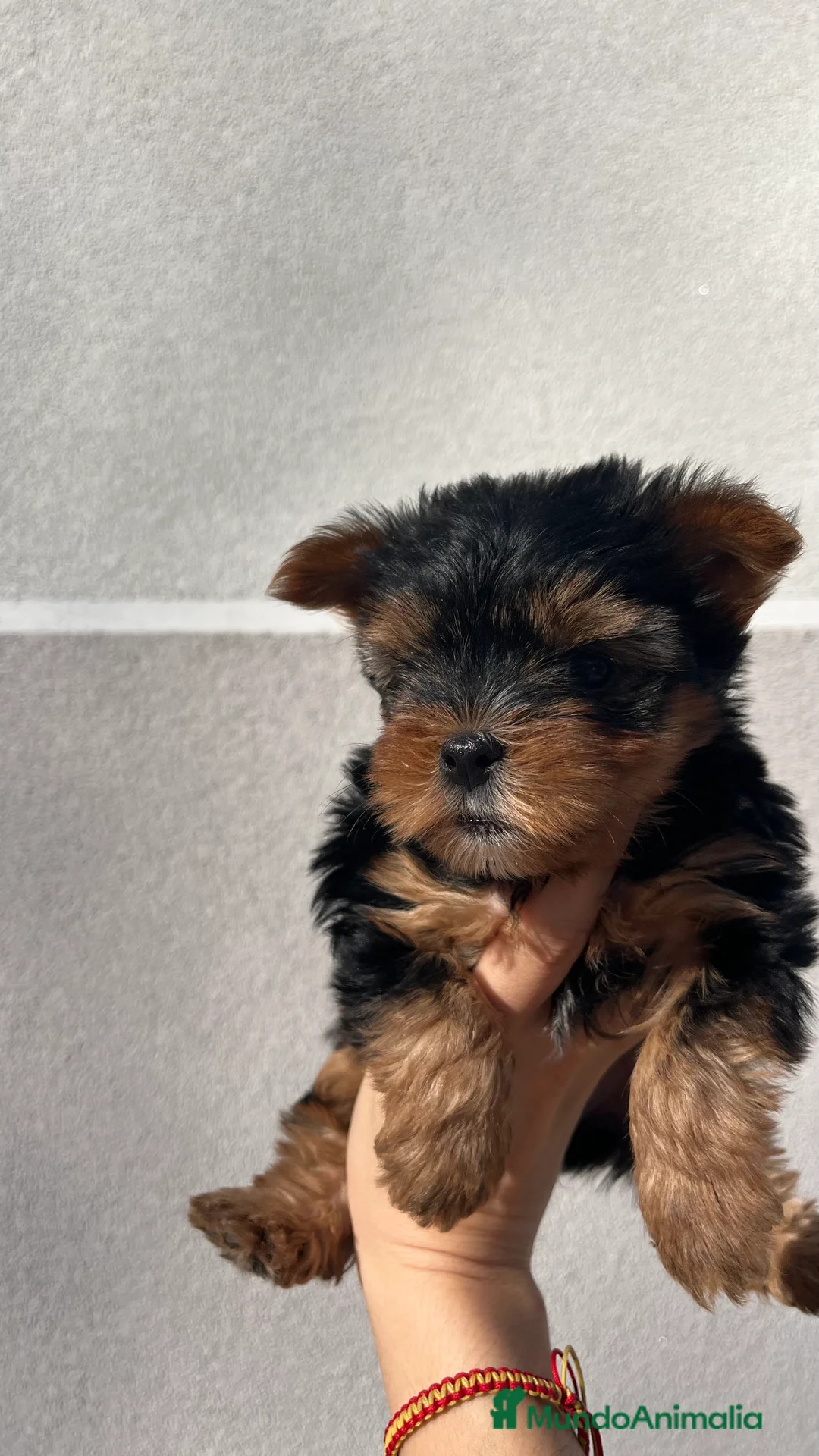 Yorkshire Terrier perros en venta: Excelente camada de yorkshair terrier  - Anuncio 5