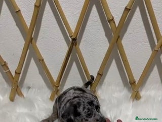 Pinscher Miniatura perros MINI PINSCHER MERLE - Anuncio 4