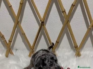 Pinscher Miniatura perros MINI PINSCHER MERLE - Anuncio 15