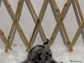 Pinscher Miniatura perros MINI PINSCHER MERLE - Anuncio 17