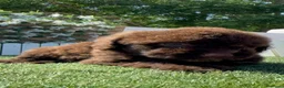 Perro de Agua Español perros en venta: PERRO DE AGUA ESPAÑOL - Anuncio 12
