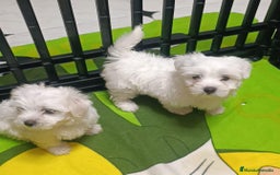 Bichón Maltés perros en venta: BICHON MALTÉS ALMA CANINA - Anuncio 2