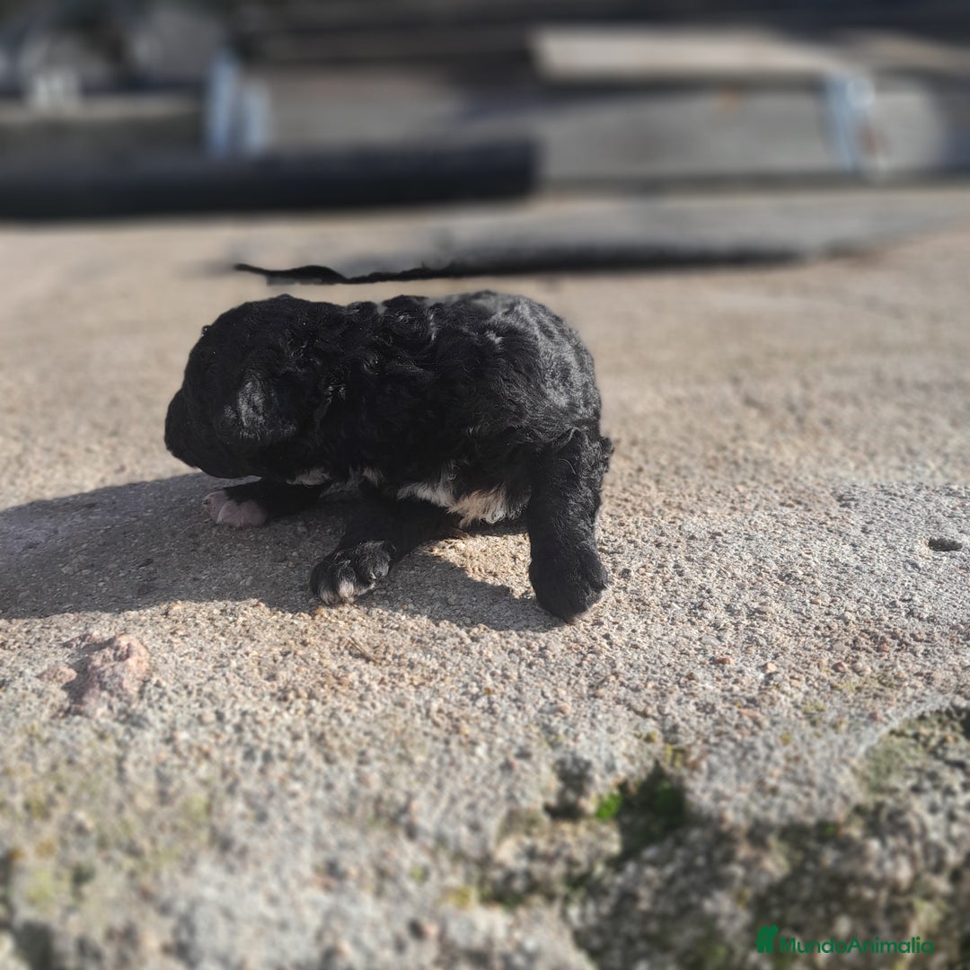 Perro de Agua Español perros en venta: PERRO DE AGUA ESPAÑOL - Anuncio 3