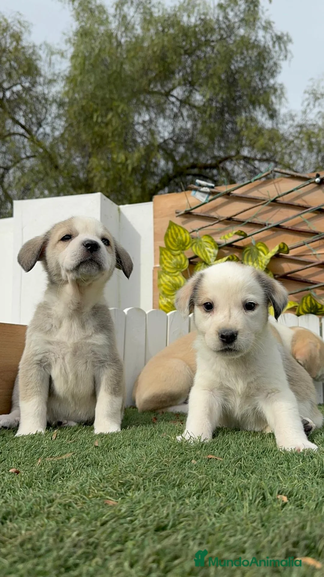 Mastín Español perros en venta: MASTIN ESPAÑOL - Anuncio 7