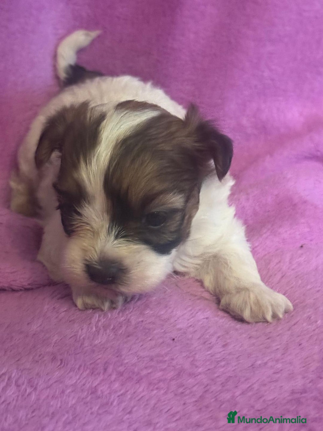 Morkie perros en venta: Morkies toys - Anuncio 6