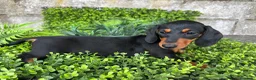 Teckel Miniatura perros en venta: Hembra miniatura  en Toledo - Anuncio 6